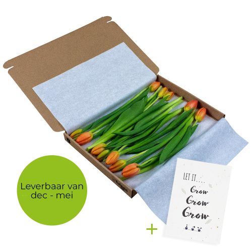 12 tulips in box - Image 1